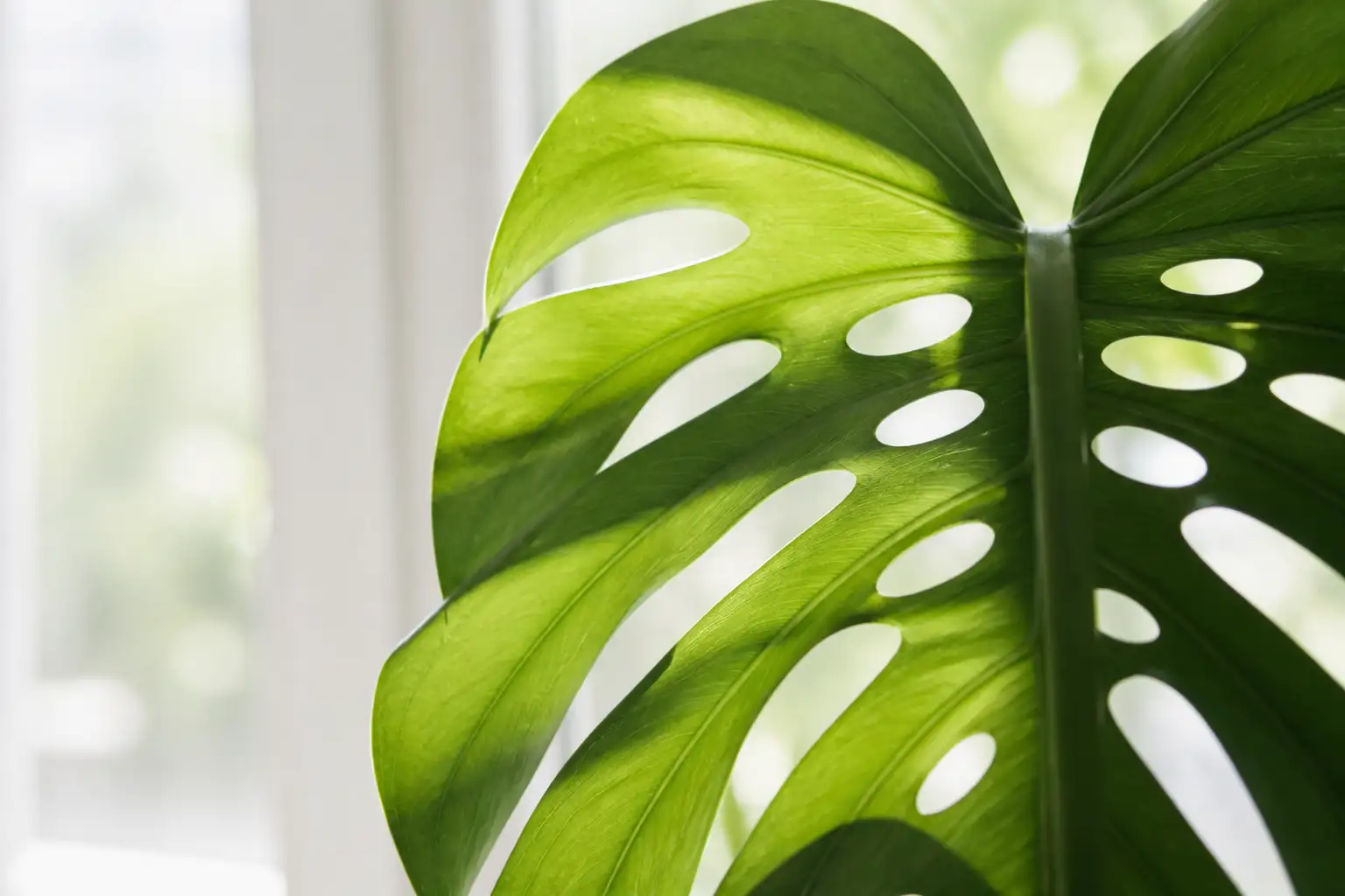 Durchleuchtetes Monstera-Blatt vor einem hellen Fenster, die Blattadern zeichnen sich gegen das Tageslicht ab
